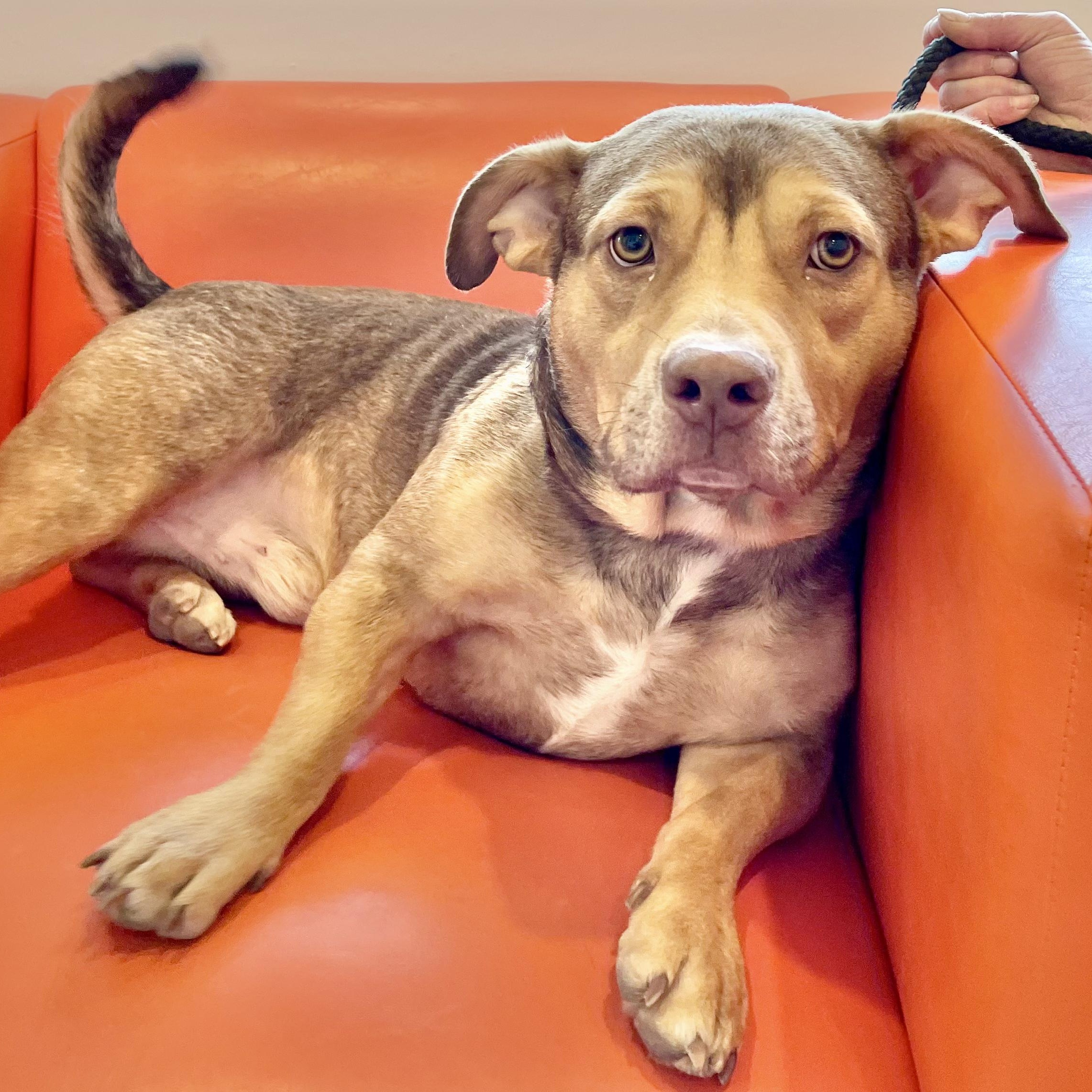 Dog for adoption Peanut, a Mixed Breed in Richmond, VA Petfinder