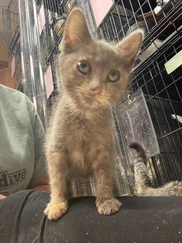 Enlarge Heather (C2022099), a Adopted mixed breed in Corpus Christi, TX image 1/1