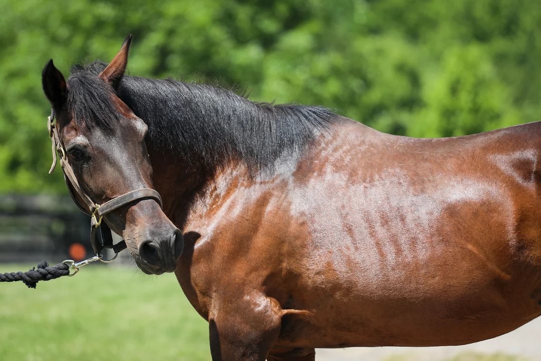 Millie, a Adoptable Paso Fino in Nicholasville, KY image 3/5
