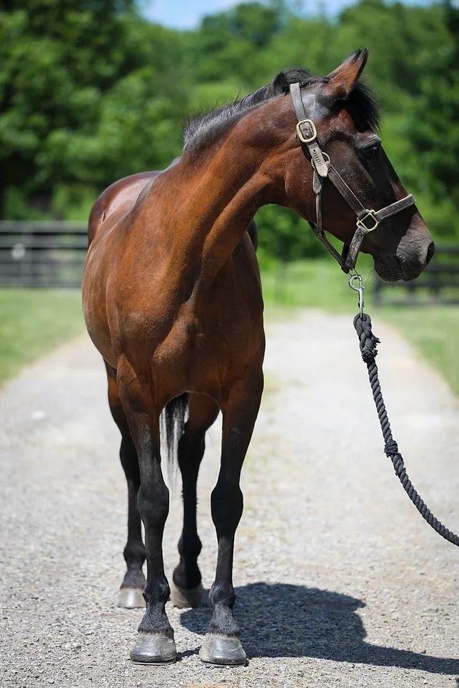 Millie, a Adoptable Paso Fino in Nicholasville, KY image 4/5