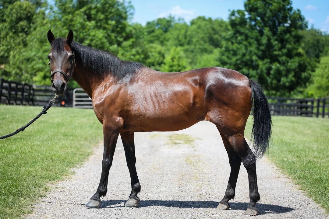 Millie, a Adoptable Paso Fino in Nicholasville, KY image 1/5