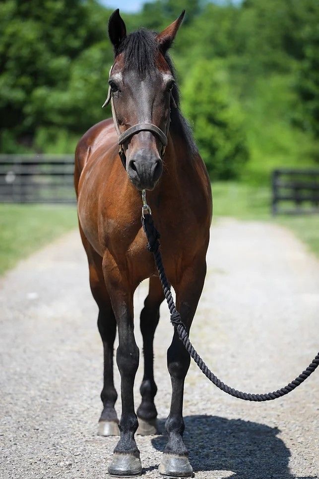 Millie, a Adoptable Paso Fino in Nicholasville, KY image 5/5