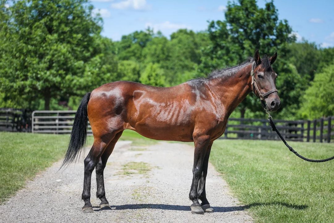 Millie, a Adoptable Paso Fino in Nicholasville, KY image 2/5