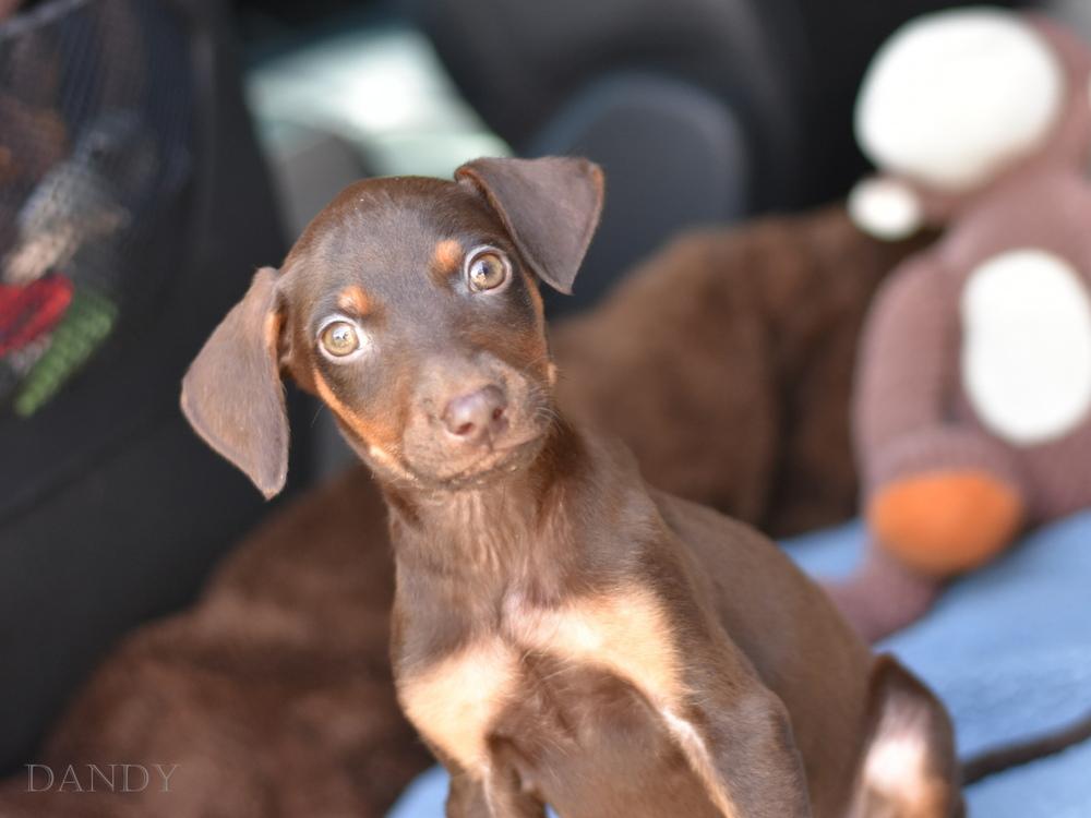 Dandy (Briar's Litter), Adoptable, Puppy Male Doberman Pinscher.