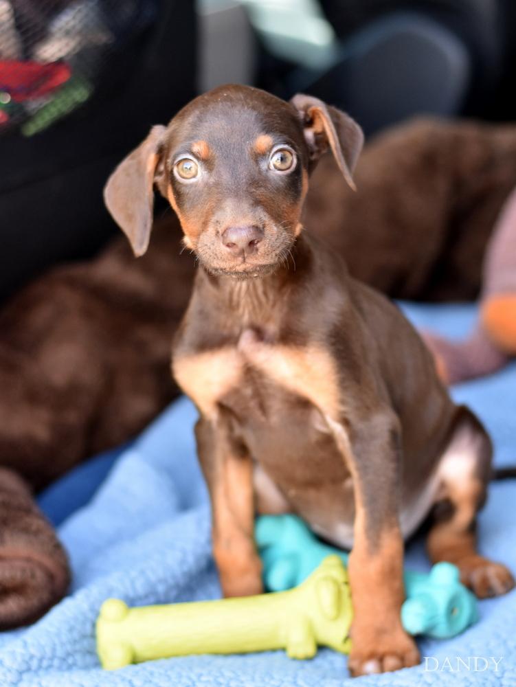 Enlarge Dandy (Briar's Litter), a Adoptable mixed breed in Brewster , NY image 2/2