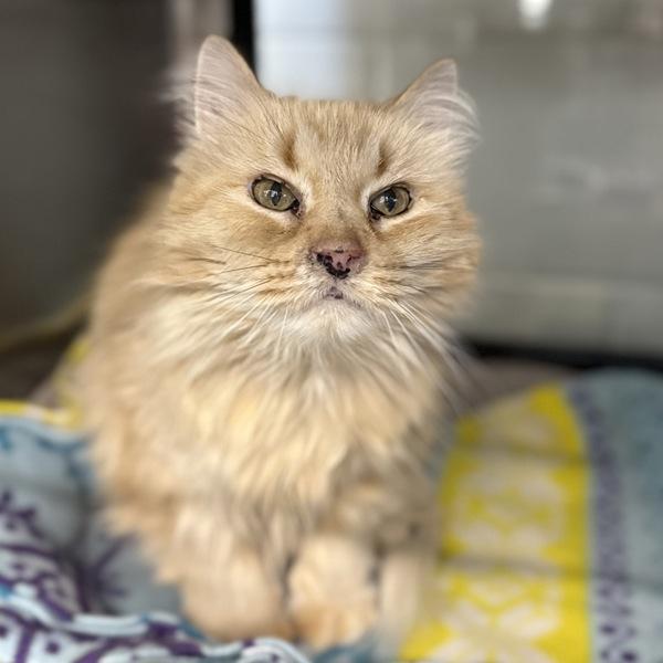 Enlarge Gladys, a Adoptable mixed breed in Sheboygan, WI image 2/2