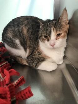 Enlarge Christmas Carol-Working Cat, a Adoptable mixed breed in Grand Forks, ND image 1/1