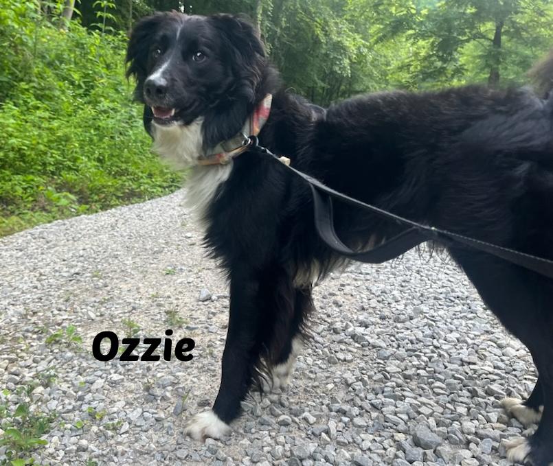 Ozzie