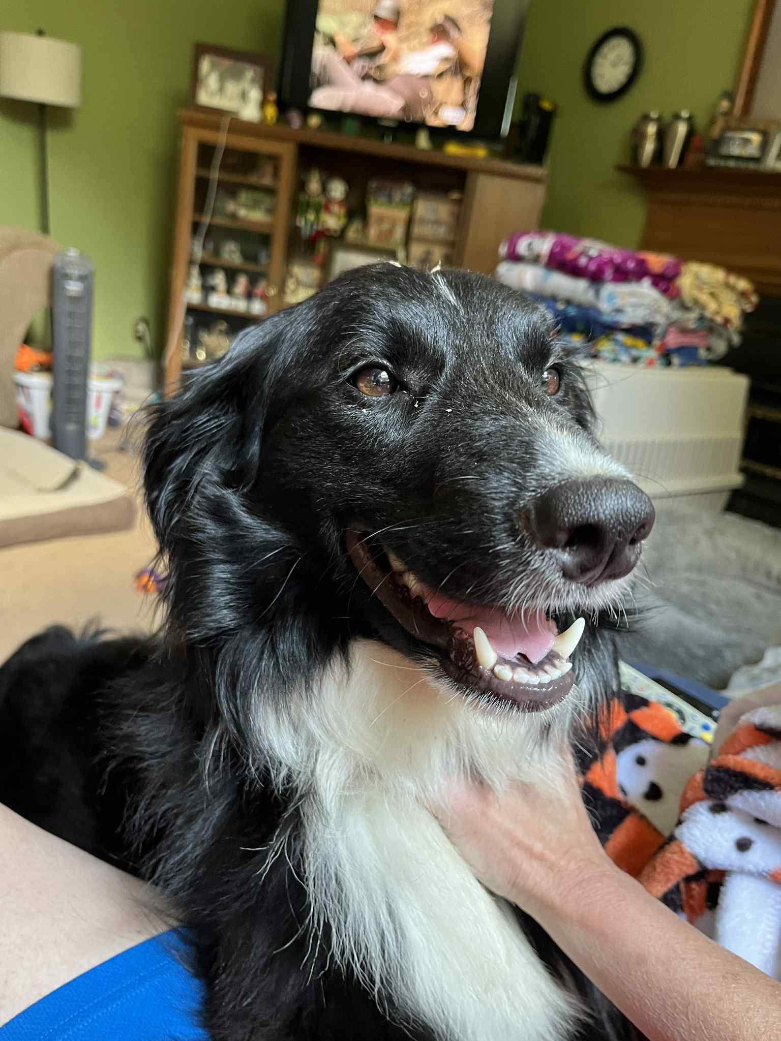 Ozzie