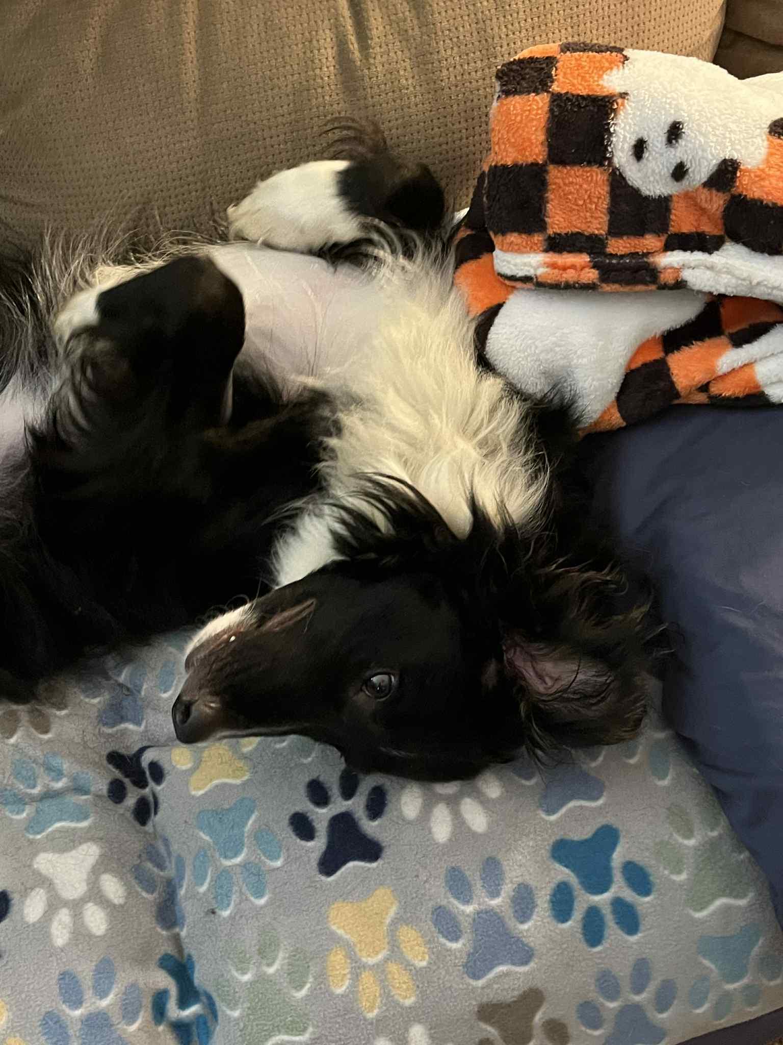 Ozzie