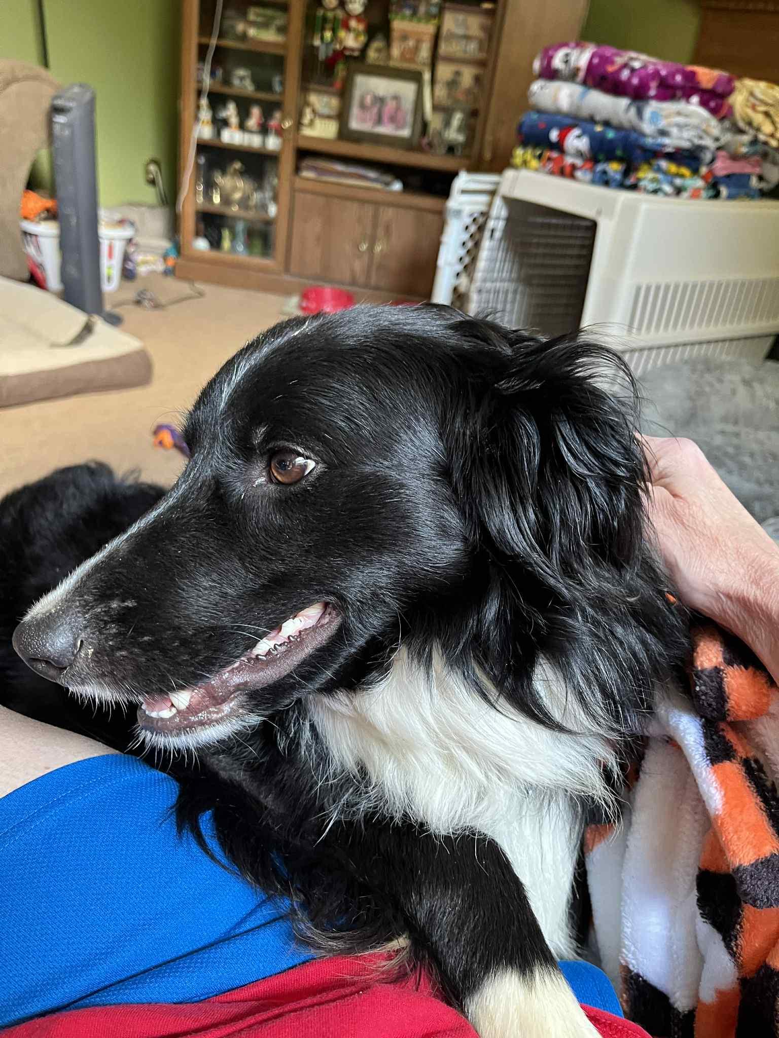 Ozzie