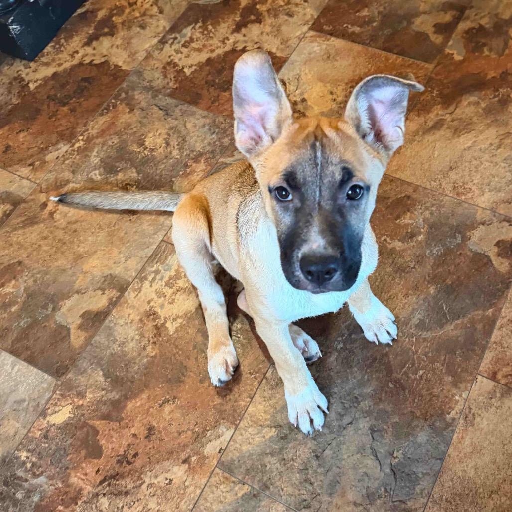 Holly, a Adoptable Shepherd in Northville, MI image 1/2