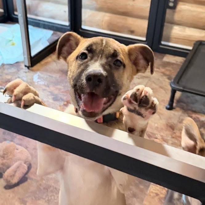 Holly, a Adoptable Shepherd in Northville, MI image 2/2