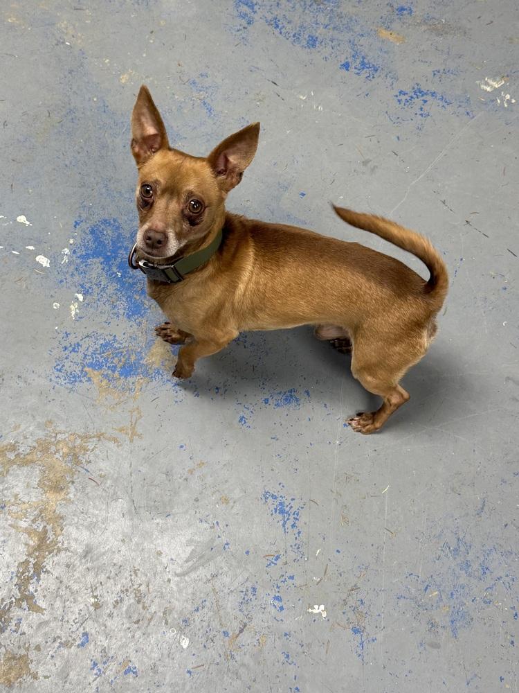 Rocco, Adoptable, Adult Male Chihuahua & Dachshund.