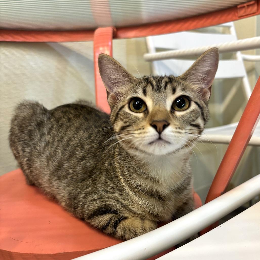 Anna Elizabeth, Adoptable, Kitten Female Domestic Short Hair.