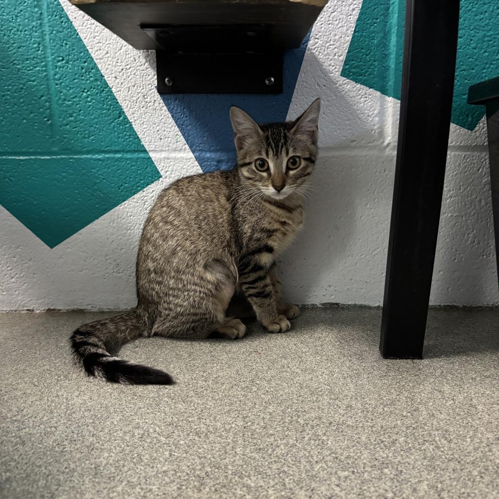 Anna Elizabeth, a Adoptable Domestic Short Hair in Carencro, LA image 2/6