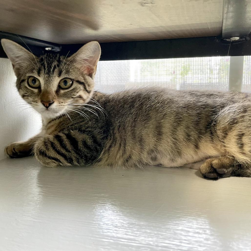 Anna Elizabeth, a Adoptable Domestic Short Hair in Carencro, LA image 3/6