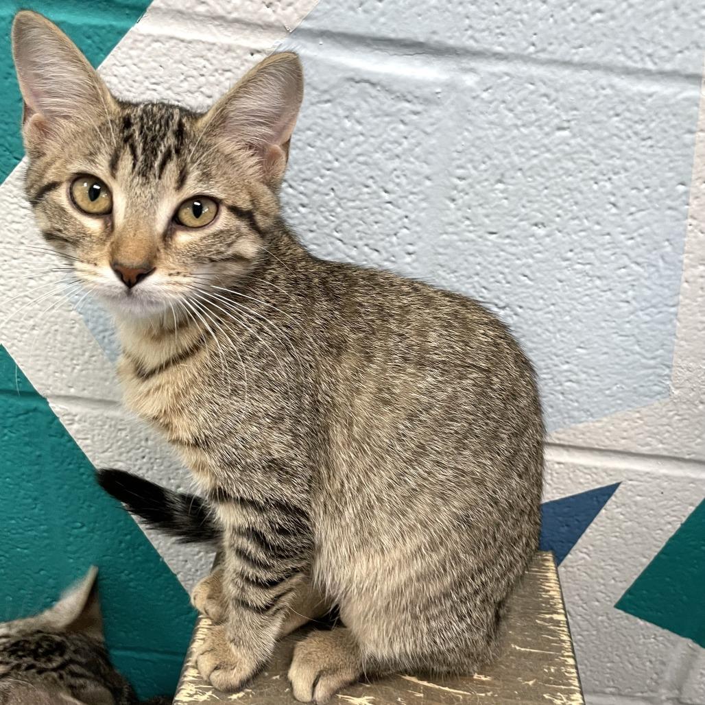 Anna Elizabeth, a Adoptable Domestic Short Hair in Carencro, LA image 4/6