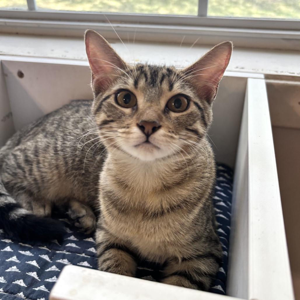 Anna Elizabeth, a Adoptable Domestic Short Hair in Carencro, LA image 5/6