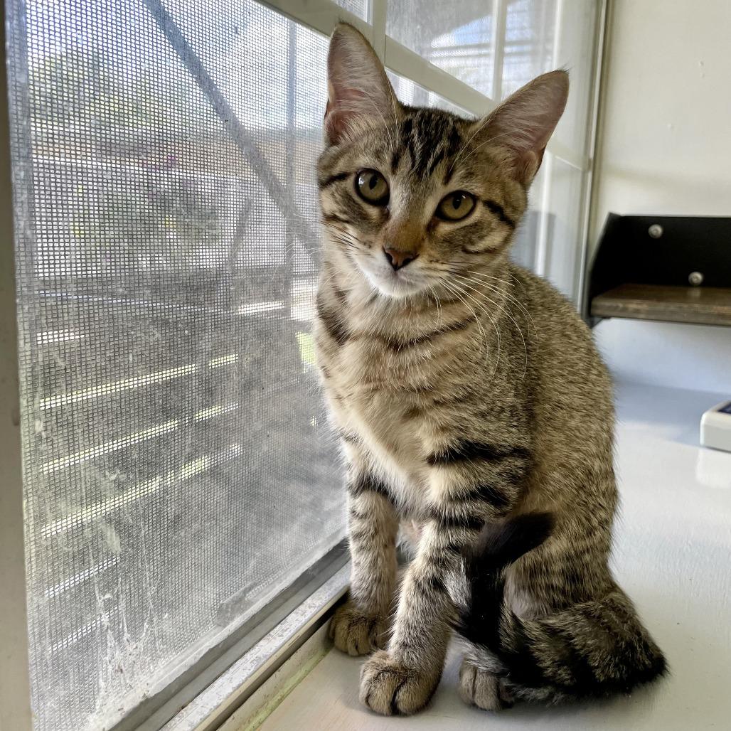 Anna Elizabeth, a Adoptable Domestic Short Hair in Carencro, LA image 6/6