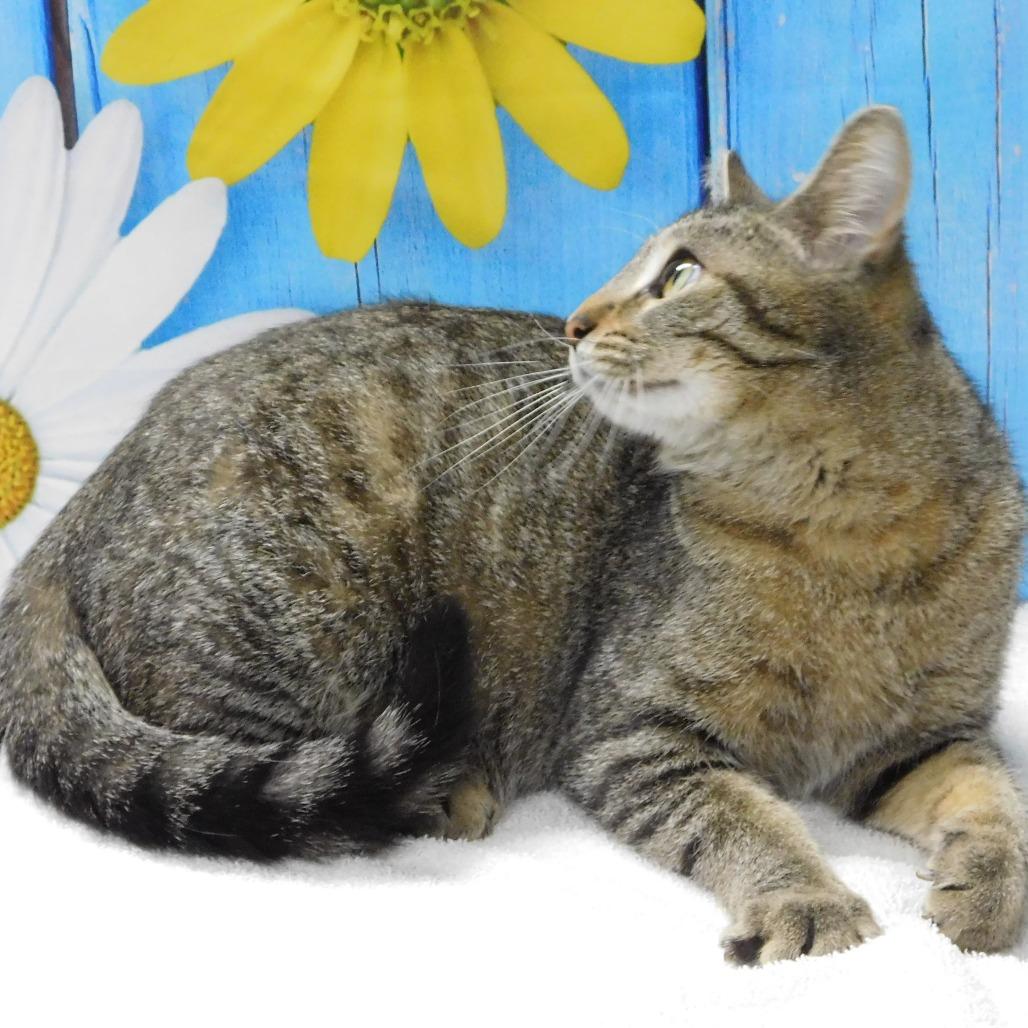 Enlarge Lizzy, a Adoptable Domestic Short Hair in Canton, IL image 1/6