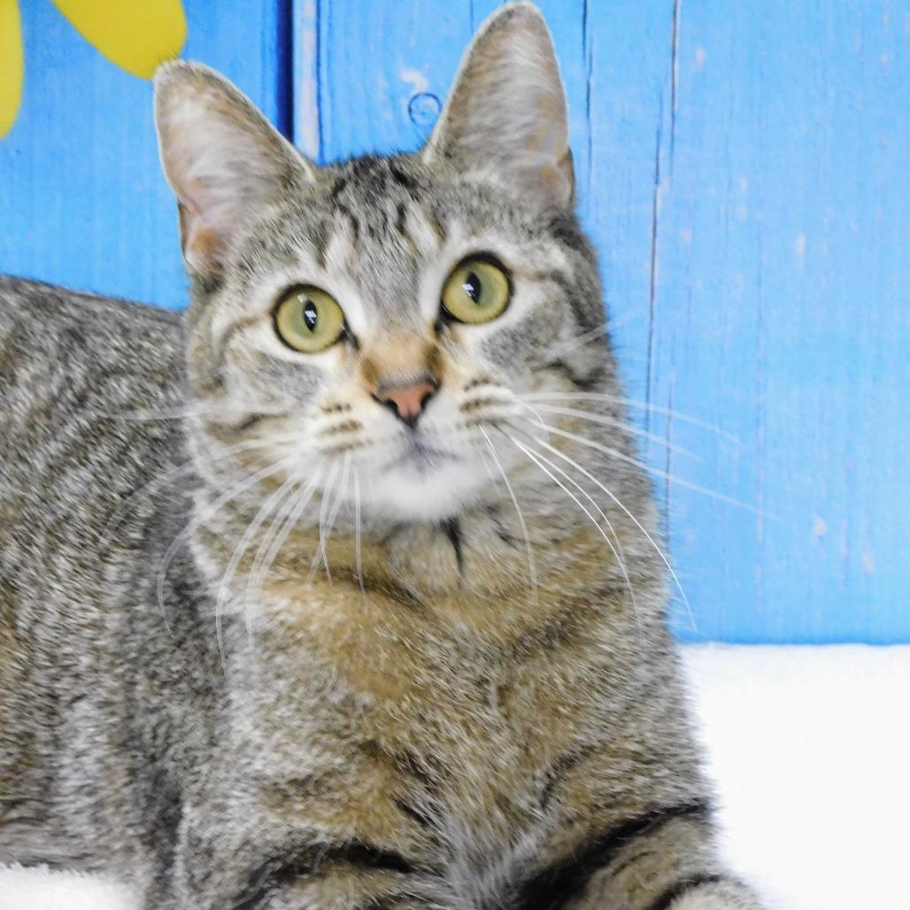 Enlarge Lizzy, a Adoptable Domestic Short Hair in Canton, IL image 2/6