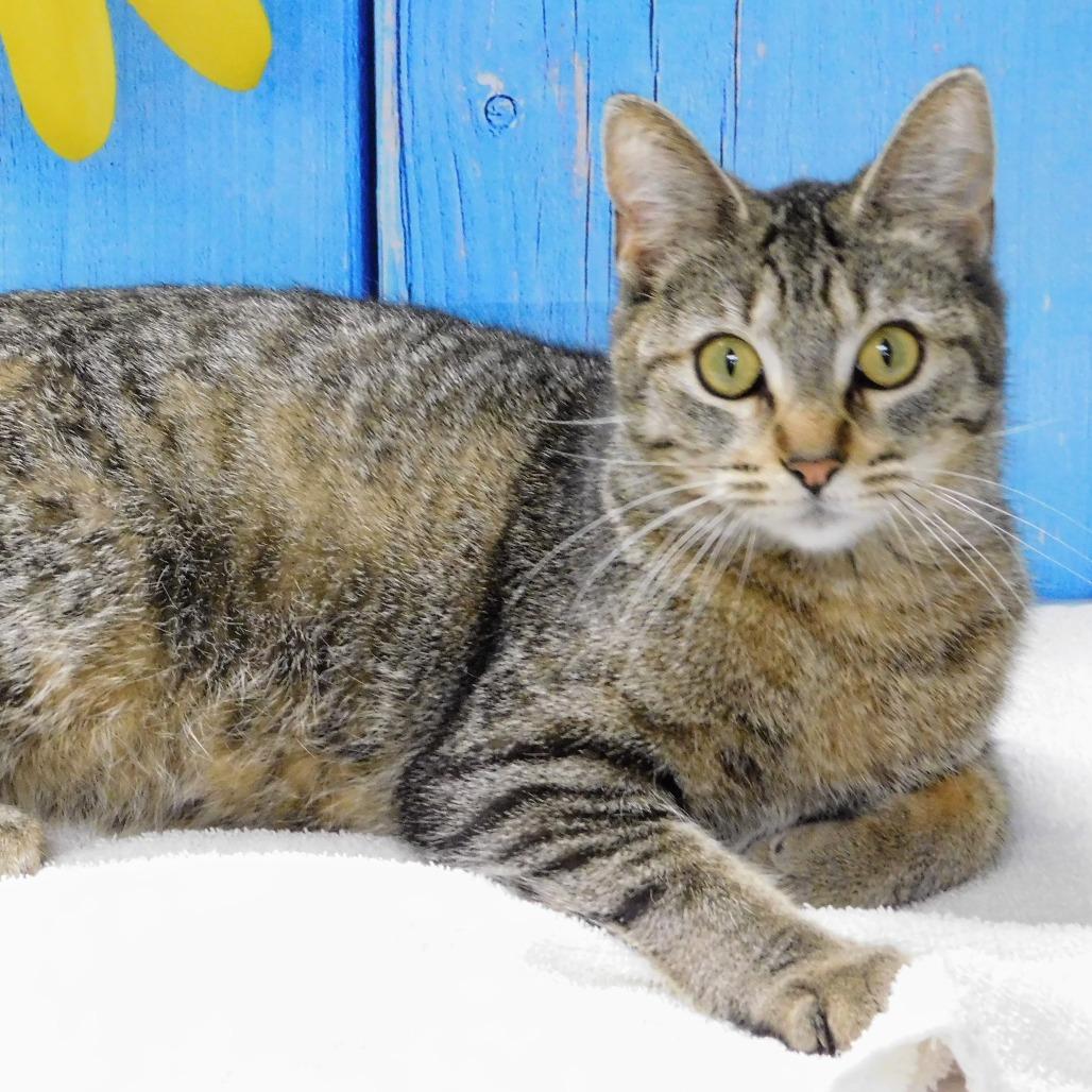 Enlarge Lizzy, a Adoptable Domestic Short Hair in Canton, IL image 3/6