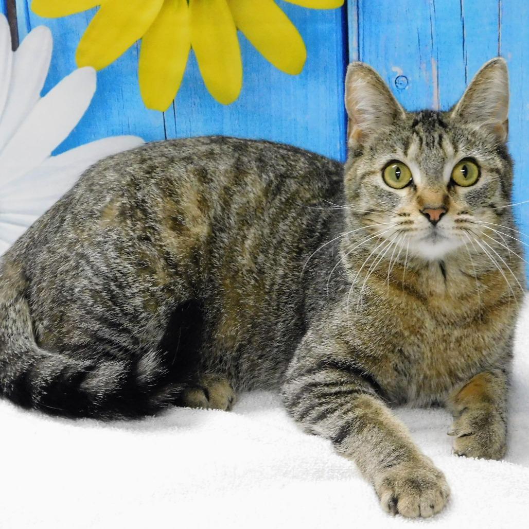 Enlarge Lizzy, a Adoptable Domestic Short Hair in Canton, IL image 4/6