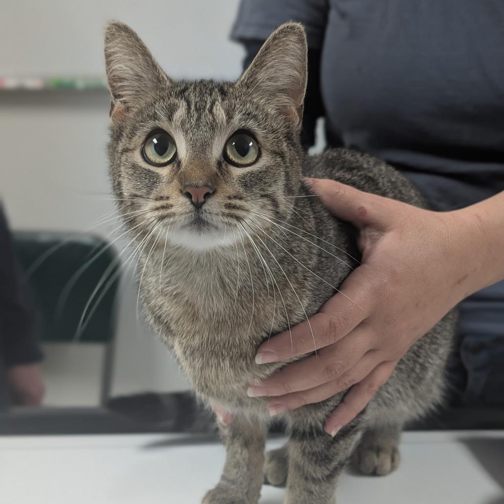 Enlarge Lizzy, a Adoptable Domestic Short Hair in Canton, IL image 5/6