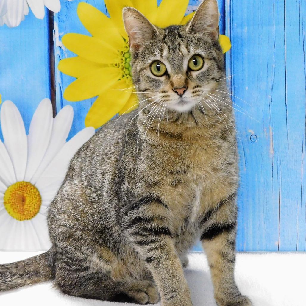 Enlarge Lizzy, a Adoptable Domestic Short Hair in Canton, IL image 6/6
