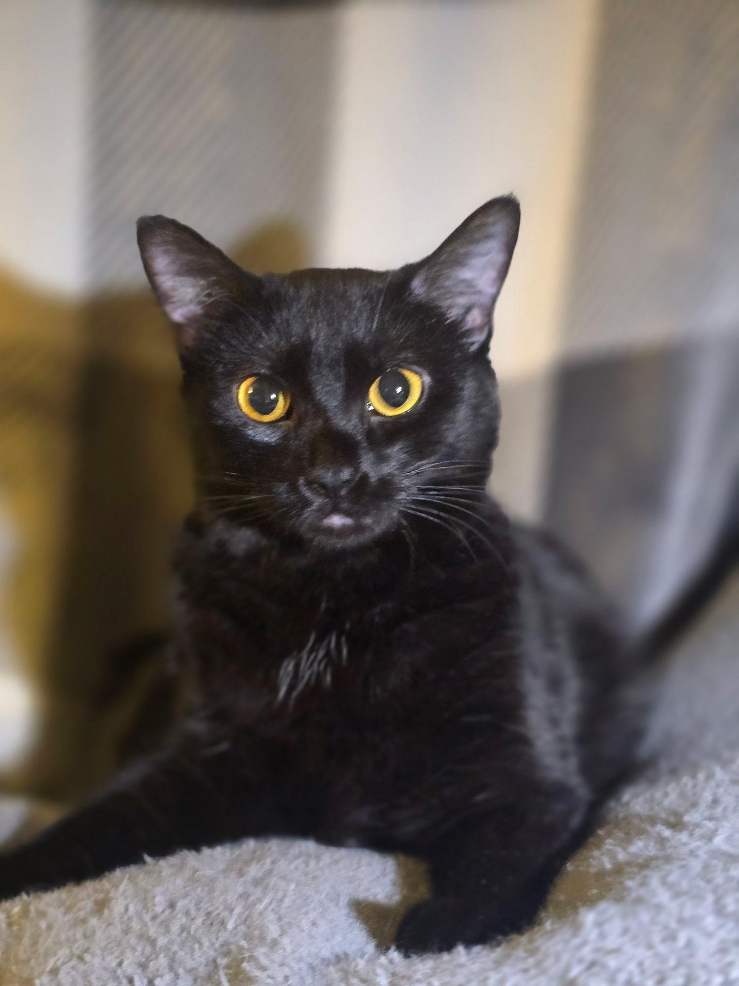 Enlarge Wednesday, a Adoptable Domestic Short Hair in Allentown, PA image 1/1