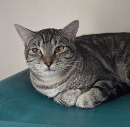 Gracie, Adoptable, Adult Female Domestic Short Hair & Domestic Short Hair.