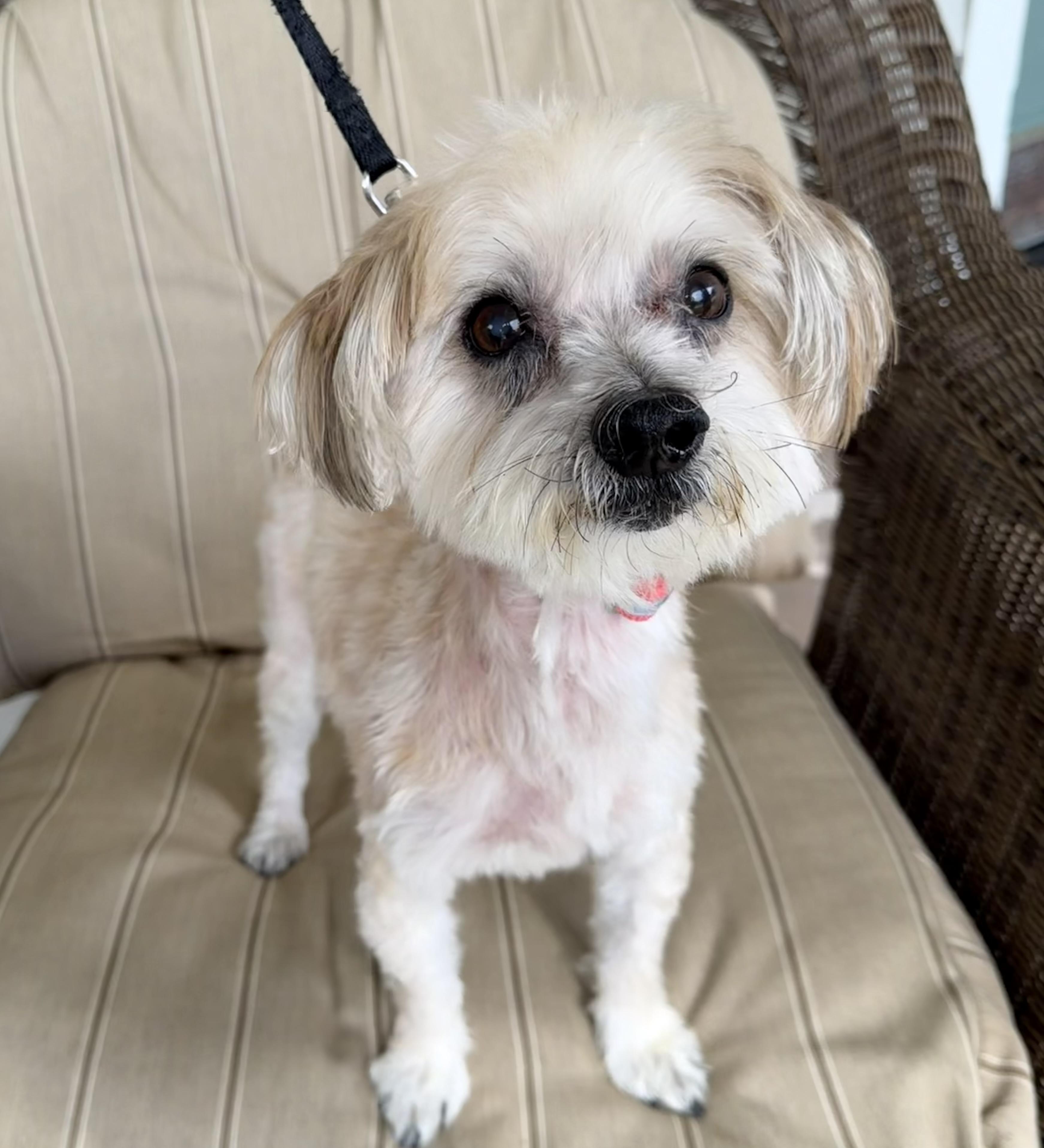 Enlarge Calvin, a ADOPTABLE mixed breed in Lawrenceville, GA image 3/3