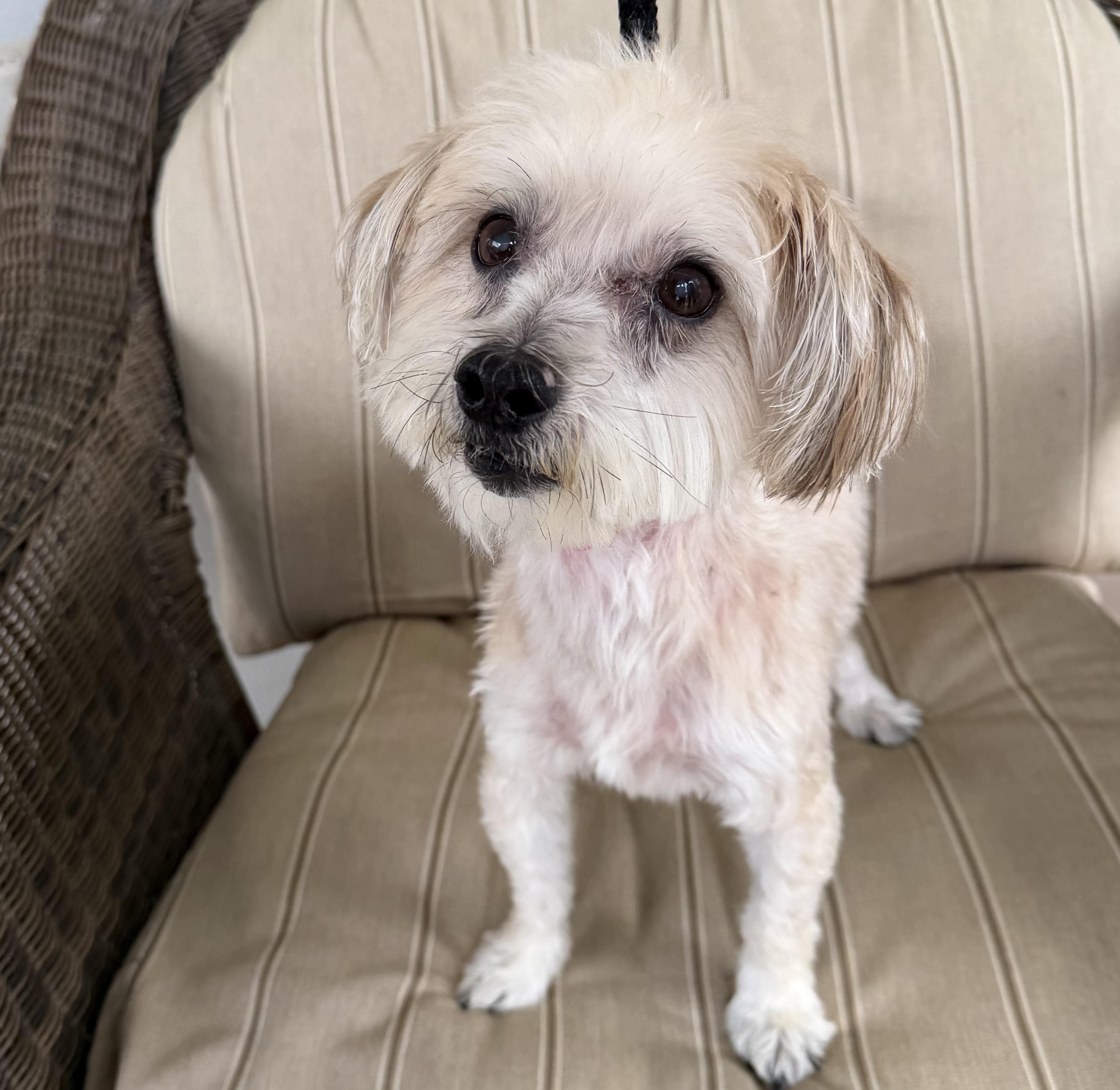 Enlarge Calvin, a ADOPTABLE mixed breed in Lawrenceville, GA image 1/3