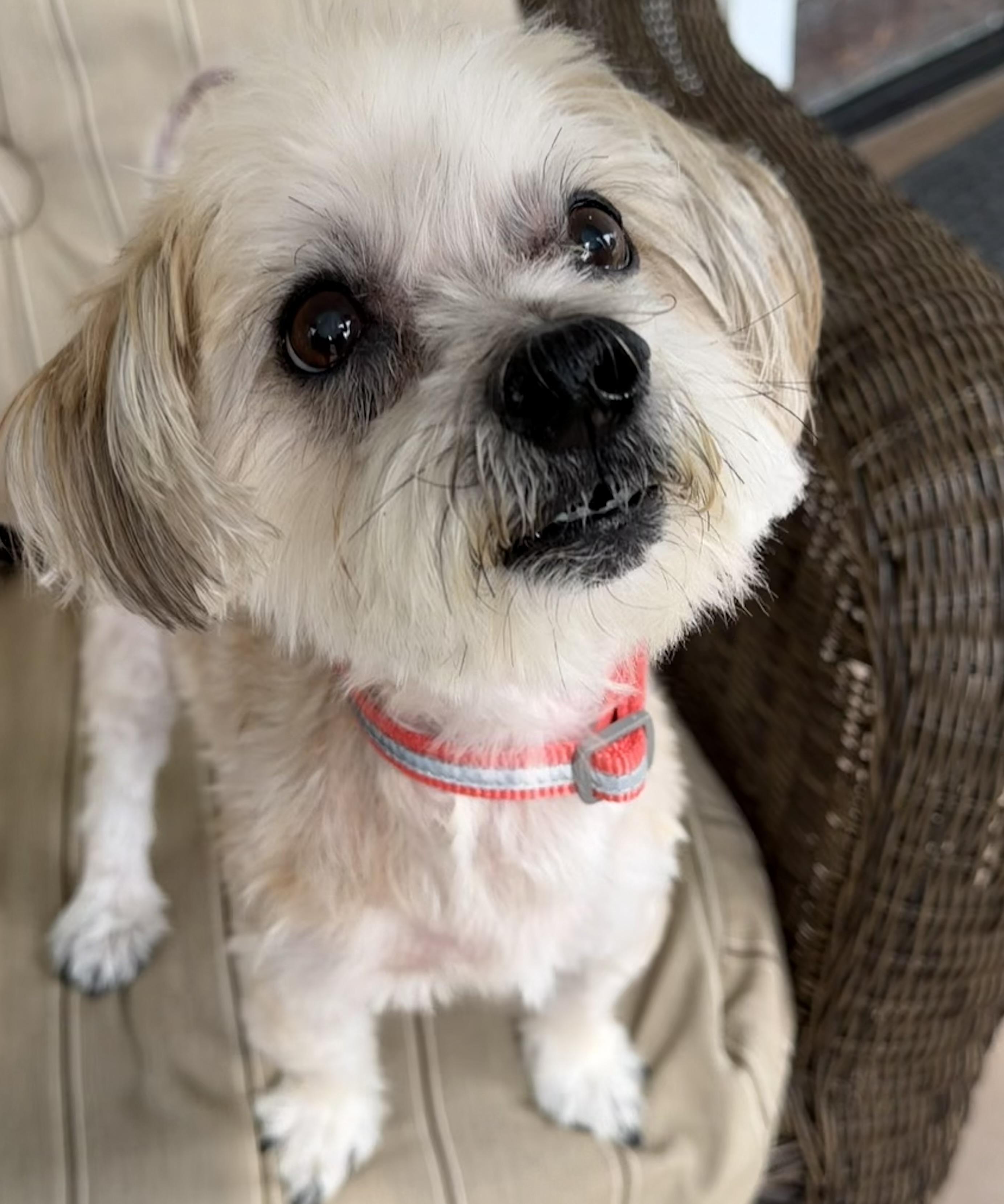 Enlarge Calvin, a ADOPTABLE mixed breed in Lawrenceville, GA image 2/3