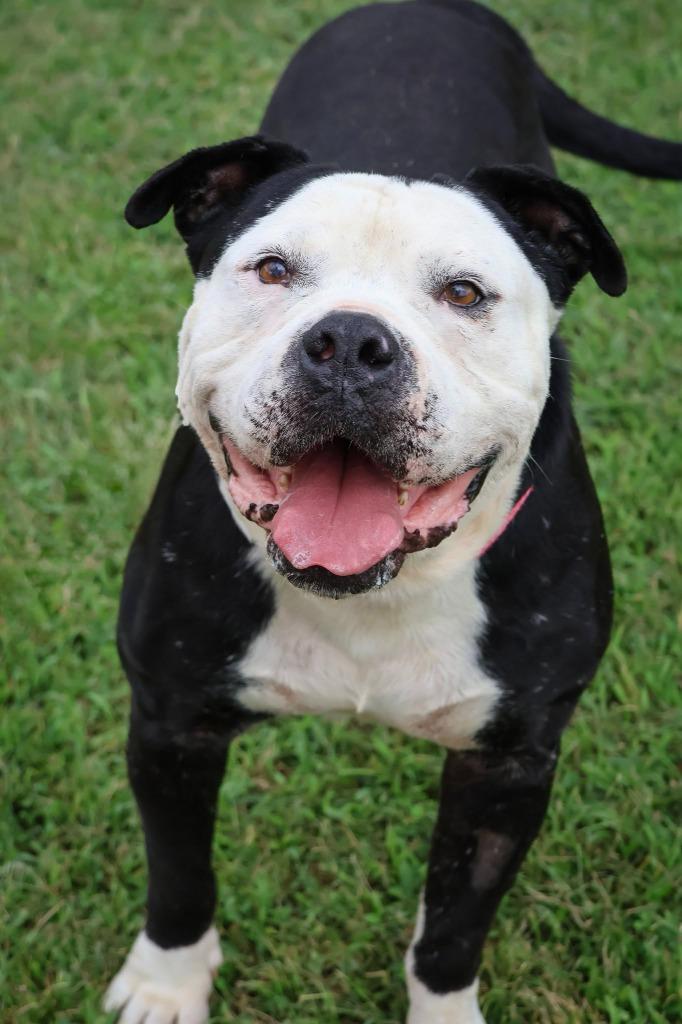 Enlarge Jace, a Adoptable mixed breed in Columbia, TN image 1/5