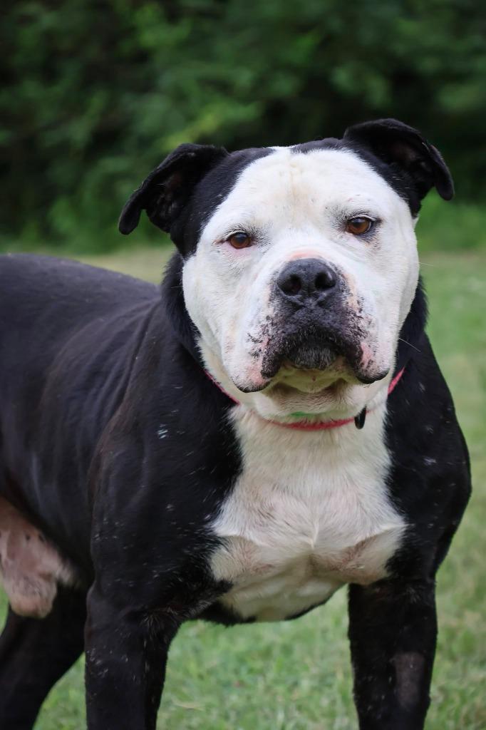 Enlarge Jace, a Adoptable mixed breed in Columbia, TN image 2/5