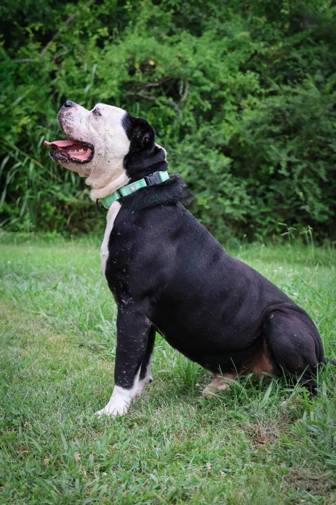 Enlarge Jace, a Adoptable mixed breed in Columbia, TN image 3/5