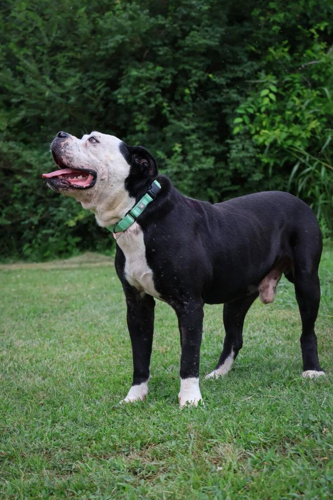 Enlarge Jace, a Adoptable mixed breed in Columbia, TN image 4/5