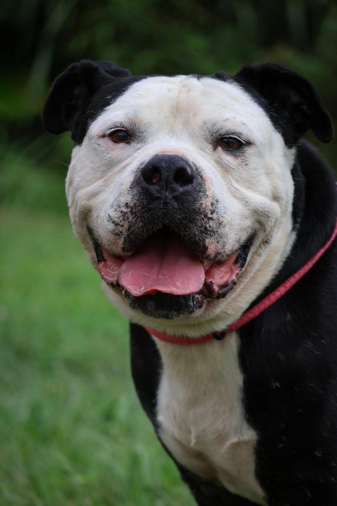 Enlarge Jace, a Adoptable mixed breed in Columbia, TN image 5/5