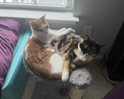 Scribble, Adoptable, Kitten Male Domestic Short Hair & Domestic Short Hair.