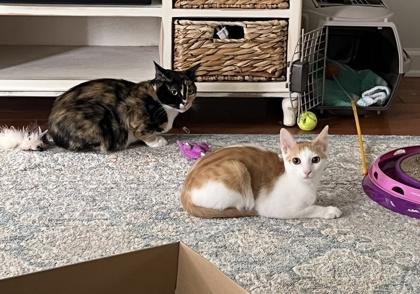 Scribble, a Adoptable Domestic Short Hair in Savannah, GA image 2/3