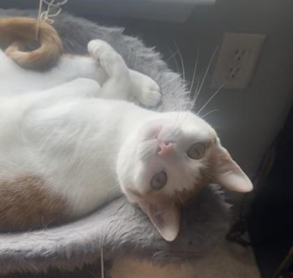 Scribble, a Adoptable Domestic Short Hair in Savannah, GA image 3/3