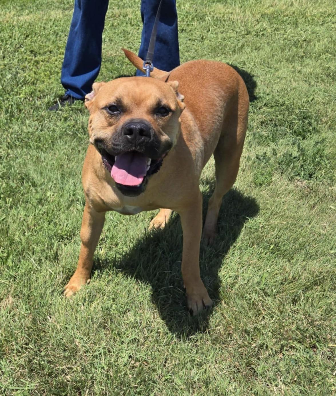 Enlarge Kylo, a Adoptable American Staffordshire Terrier in Larned, KS image 2/5