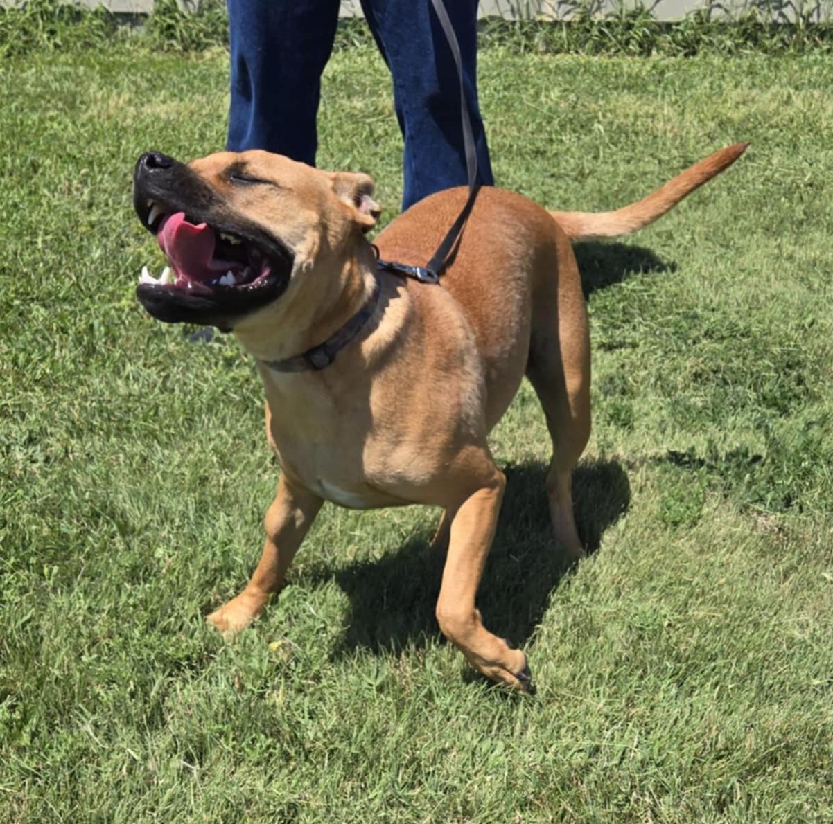 Enlarge Kylo, a Adoptable American Staffordshire Terrier in Larned, KS image 3/5