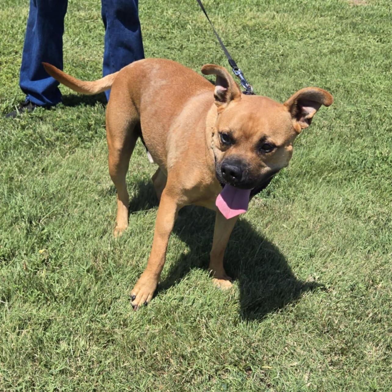 Enlarge Kylo, a Adoptable American Staffordshire Terrier in Larned, KS image 5/5