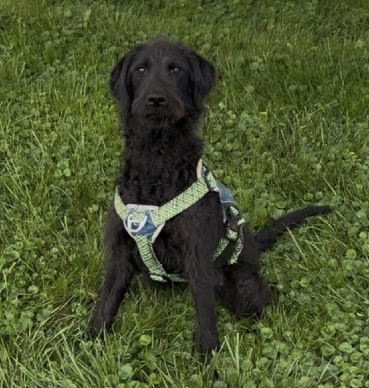 Estelle, an adoptable Labradoodle in Franklin, IN, 46131 | Photo Image 2