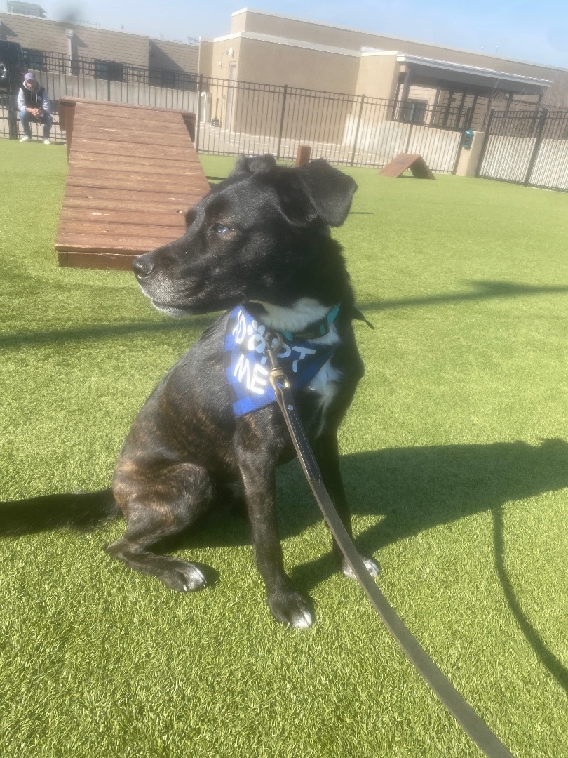 Blue , Adopted, Adult Male Mixed Breed.
