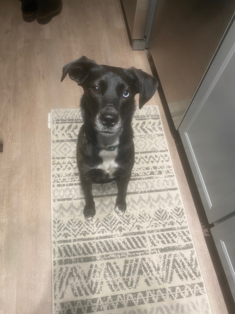 Blue , a Adopted Mixed Breed in Spring hill, TN image 2/6