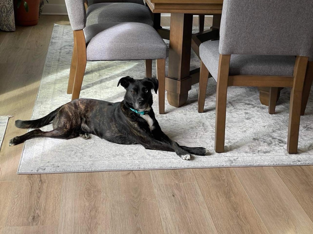 Blue , a Adopted Mixed Breed in Spring hill, TN image 3/6